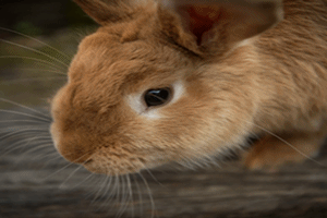 ארנבון ננסי – מידע והמלצות